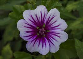 Image result for Malva sylvestris 'Zebrina'