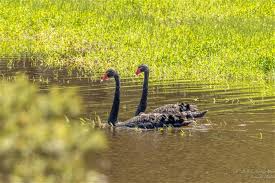 Attēlu rezultāti vaicājumam “Cygnus atratus”