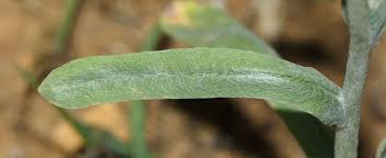 Attēlu rezultāti vaicājumam “Physarum luteolum sessile”