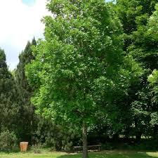 Attēlu rezultāti vaicājumam “Platanus x hispanica (syn. Platanus x acerifolia)”