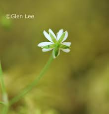 Attēlu rezultāti vaicājumam “Stellaria longifolia flower”