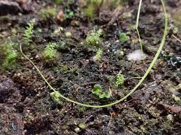 Attēlu rezultāti vaicājumam “Mnium hornum”