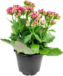 Image result for Kalanchoe blossfeldiana