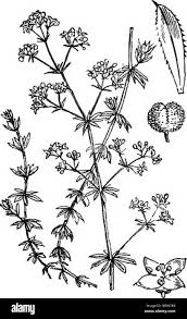 Attēlu rezultāti vaicājumam “Galium uliginosum”