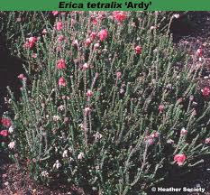 Attēlu rezultāti vaicājumam “Erica tetralix leaf”