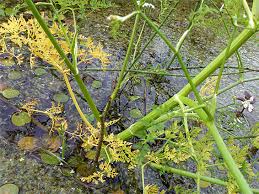 Attēlu rezultāti vaicājumam “Oenanthe aquatica flower”