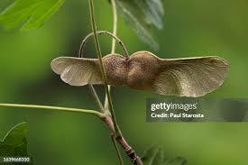 Attēlu rezultāti vaicājumam “Acer campestre fruit”