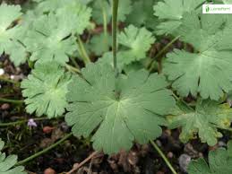 Attēlu rezultāti vaicājumam “Geranium pyrenaicum leaf”