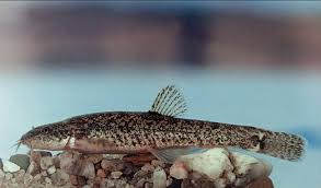 Attēlu rezultāti vaicājumam “Barbatula barbatula”