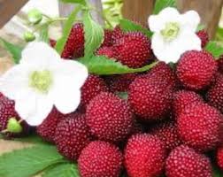 Attēlu rezultāti vaicājumam “Rubus illecebrosus fruit”