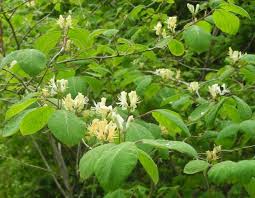 Attēlu rezultāti vaicājumam “Lonicera xylosteum flower”