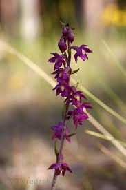 Attēlu rezultāti vaicājumam “Epipactis atrorubens”