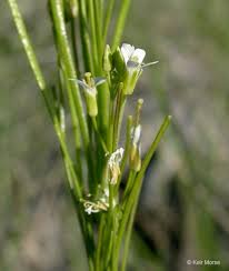 Attēlu rezultāti vaicājumam “Arabis hirsuta flower”