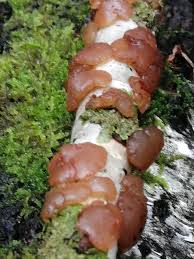 Attēlu rezultāti vaicājumam “Exidia repanda”