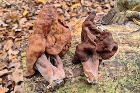 Attēlu rezultāti vaicājumam “Gyromitra infula”