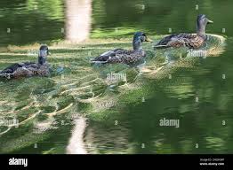 Attēlu rezultāti vaicājumam “Anas platyrhynchos juvenile”