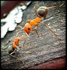 Attēlu rezultāti vaicājumam “Formica rufa pupa”