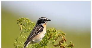 Attēlu rezultāti vaicājumam “Saxicola rubetra adult”