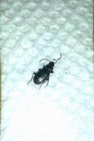 Attēlu rezultāti vaicājumam “Bembidion sp.”