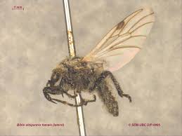 Attēlu rezultāti vaicājumam “Bibionidae female”