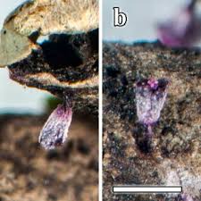 Attēlu rezultāti vaicājumam “Physarum penetrale”