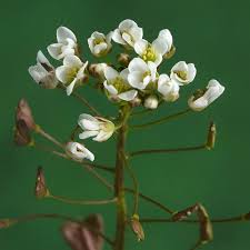 Attēlu rezultāti vaicājumam “Capsella bursa-pastoris flower”