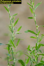 Attēlu rezultāti vaicājumam “Polygonum aviculare flower”