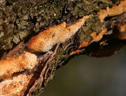 Attēlu rezultāti vaicājumam “Sarcodontia crocea”