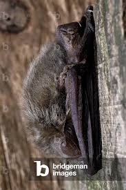 Attēlu rezultāti vaicājumam “Plecotus auritus”