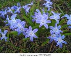 Attēlu rezultāti vaicājumam “Scilla luciliae”