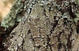 Attēlu rezultāti vaicājumam “Pertusaria albescens”