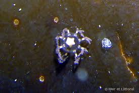 Attēlu rezultāti vaicājumam “Diderma radiatum macro”