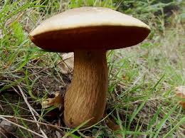 Attēlu rezultāti vaicājumam “Boletus luridus”