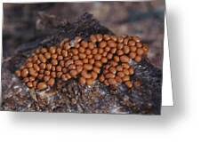 Attēlu rezultāti vaicājumam “Trichia scabra”