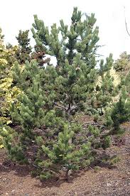 Attēlu rezultāti vaicājumam “Pinus nigra”
