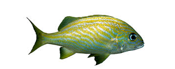 Image result for Haemulon flavolineatum