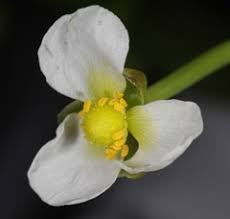 Attēlu rezultāti vaicājumam “Alismataceae”