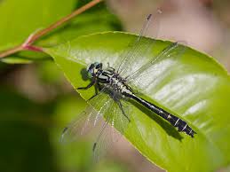 Attēlu rezultāti vaicājumam “Gomphus vulgatissimus”