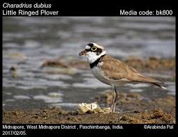 Attēlu rezultāti vaicājumam “Charadrius dubius adult”
