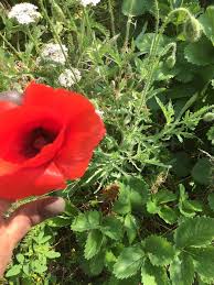 Image result for Papaver rhoeas 'Shirley'