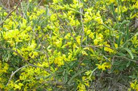 Attēlu rezultāti vaicājumam “Anthyllis maritima”