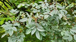 Attēlu rezultāti vaicājumam “Rosa glauca leaf”
