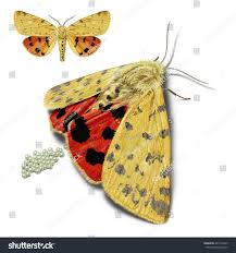 Attēlu rezultāti vaicājumam “Rhyparia purpurata”