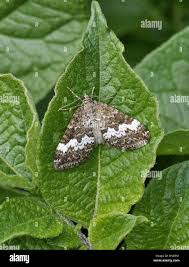 Attēlu rezultāti vaicājumam “Perizoma affinitata”