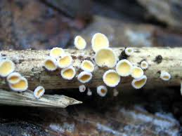 Attēlu rezultāti vaicājumam “Lachnum corticale”