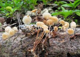 Attēlu rezultāti vaicājumam “Marasmius sp.”