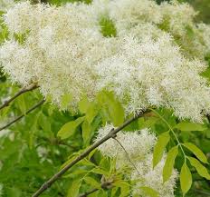 Attēlu rezultāti vaicājumam “Fraxinus pennsylvanica male flower”