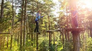 Image result for Go Ape! Grizedale