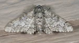 Attēlu rezultāti vaicājumam “Biston betularia”