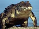 American Crocodiles, American Crocodile Pictures, American ...
